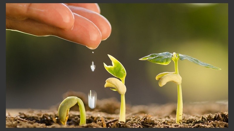 En la actualidad, la Botánica enfrenta una alta demanda tanto a nivel de América Latina como del mundo. 