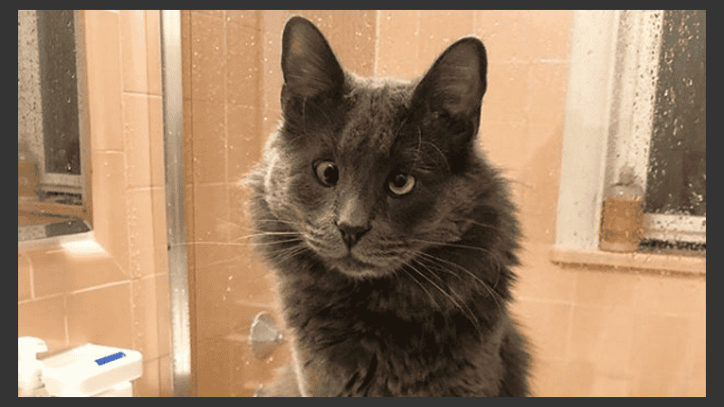 La mirada de la gatita es realmente enternecedora.