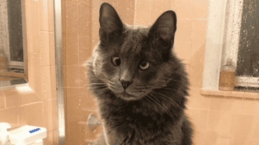 La mirada de la gatita es realmente enternecedora.