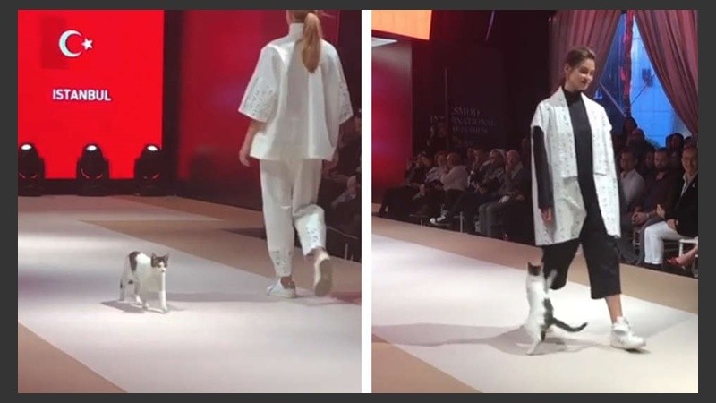 El felino se metió en la pasarela.