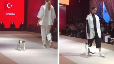 El felino se metió en la pasarela.