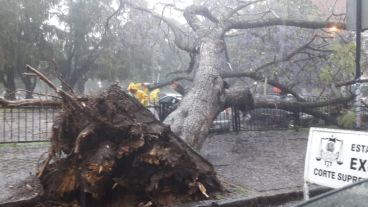 El jacarandá caído sobre la vereda y parte del estacionamiento de la Plaza del Foro.