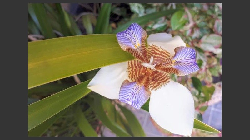 Las flores gracias al vaivén de la primavera.