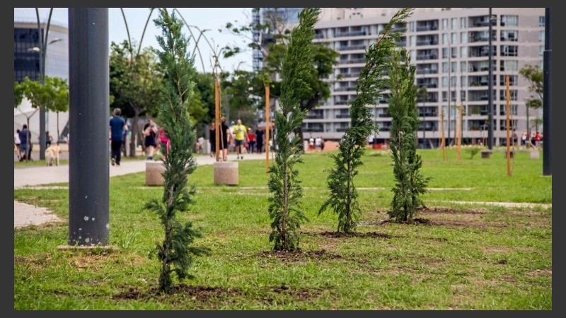 La plantación fue a la altura de Francia y el río.