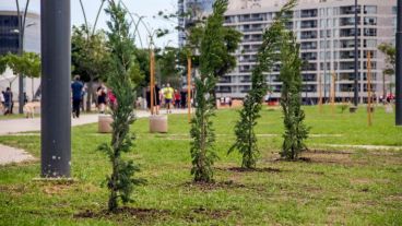 La plantación fue a la altura de Francia y el río.