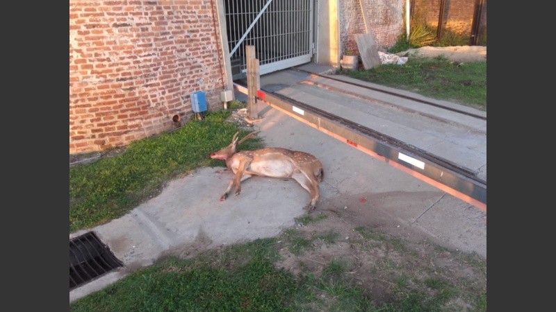 El ciervo ya muerto, en Puerto Norte.