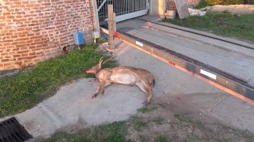 El ciervo ya muerto, en Puerto Norte.