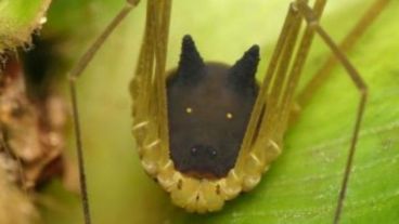 La "araña perro" fotografiada en la selva ecuatoriana.