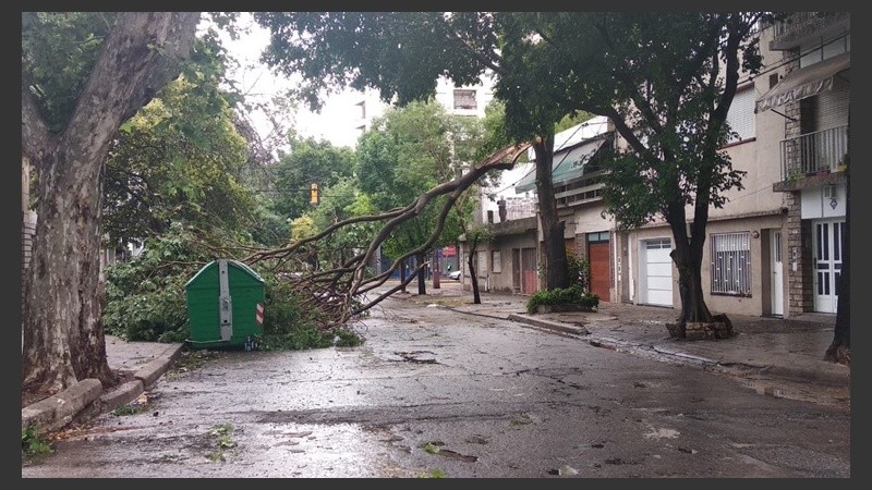 En la ciudad había varios árboles caídos.