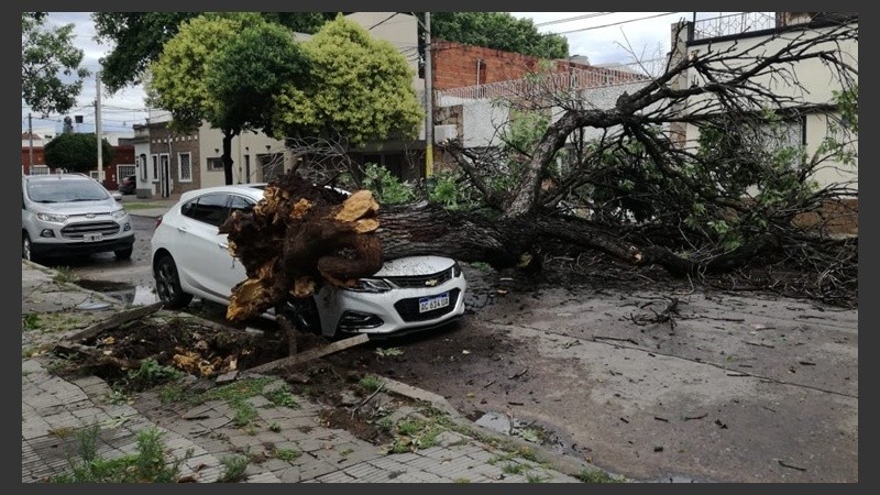 Un árbol sobre un auto en Mitre al 4500.
