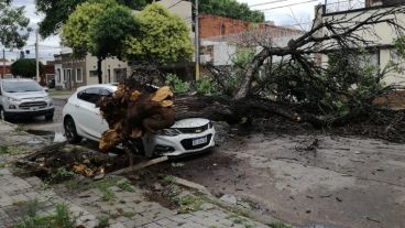 Un árbol sobre un auto en Mitre al 4500.