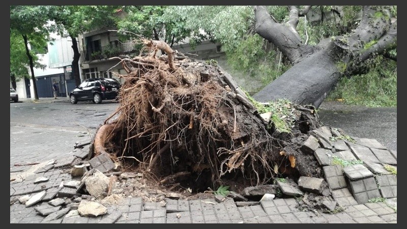 El árbol caído en la zona de Dorrego y Pellegrini.