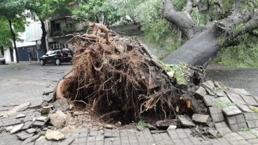 El árbol caído en la zona de Dorrego y Pellegrini.