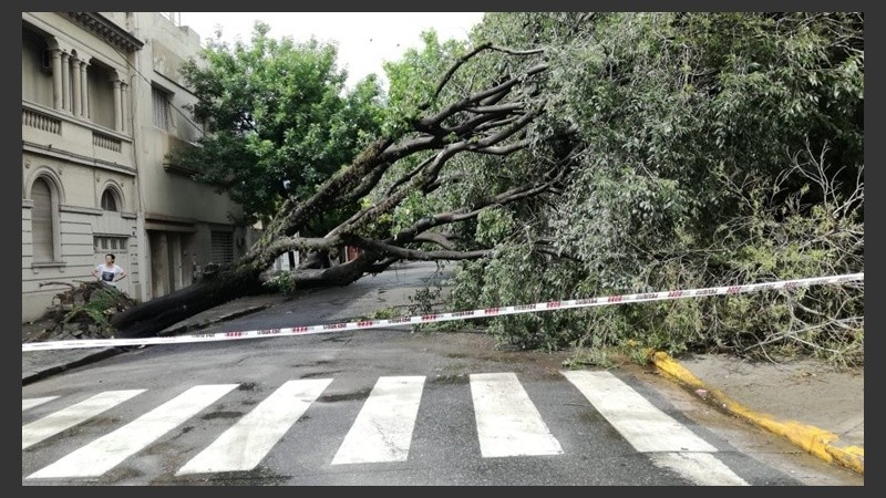 Un árbol caído en la zona de Dorrego y Pellegrini.