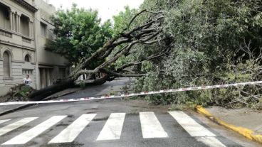 Un árbol caído en la zona de Dorrego y Pellegrini.