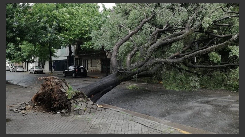 El árbol caído en la zona de Dorrego y Pellegrini.