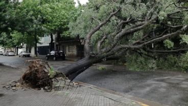 El árbol caído en la zona de Dorrego y Pellegrini.