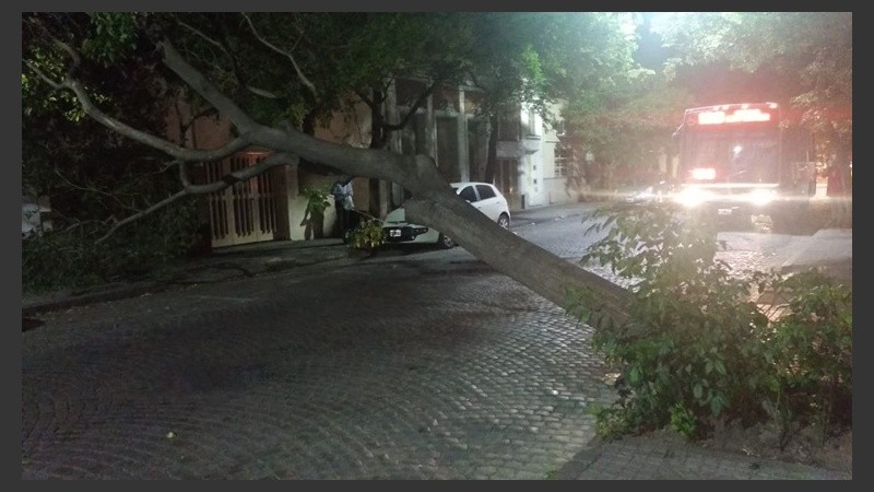 En Zeballos y Buenos Aires otro árbol caído sobre la vía pública.