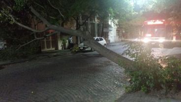 En Zeballos y Buenos Aires otro árbol caído sobre la vía pública.