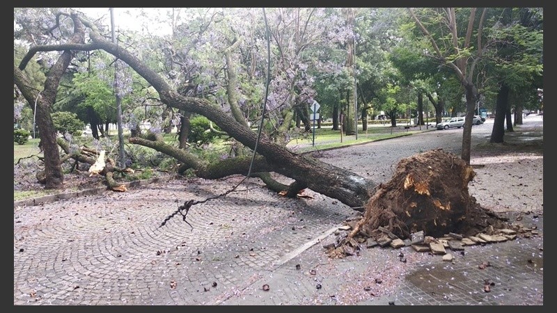 Otro árbol en Balcarce al 1700.