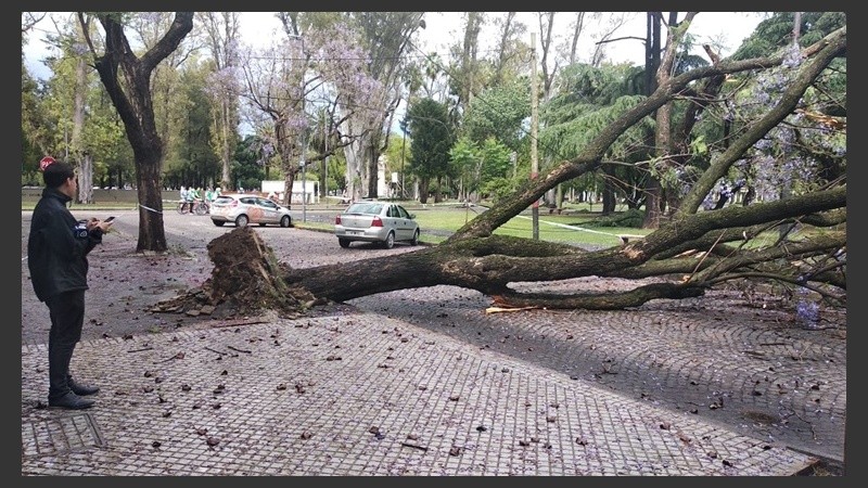 Otro árbol en Balcarce al 1700.