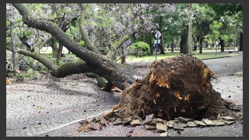 Otro árbol en Balcarce al 1700.