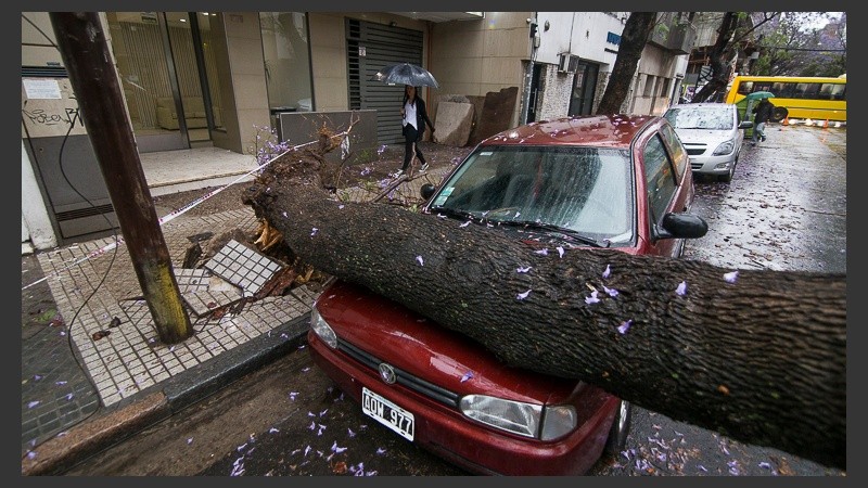 El árbol que se cayó en un auto en Montevideo y Corrientes. 