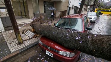 El árbol que se cayó en un auto en Montevideo y Corrientes.