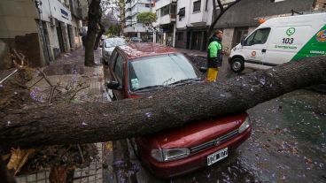 El árbol que se cayó en un auto en Montevideo y Corrientes.