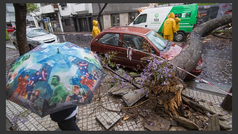 Paraguas y árboles caídos forman parte de las instantáneas de este lunes. 