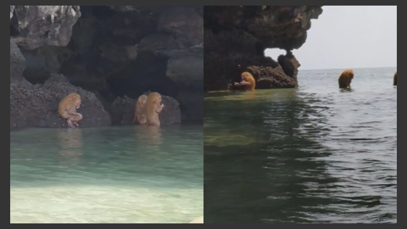Las criaturas que encontraron los turistas ingleses en la playa de Railay.