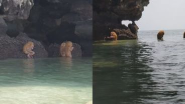 Las criaturas que encontraron los turistas ingleses en la playa de Railay.