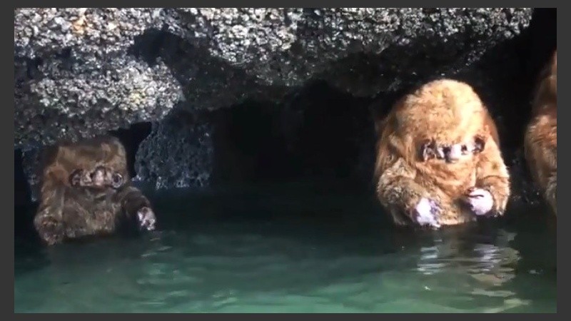 Parecen ewoks pero no lo son.