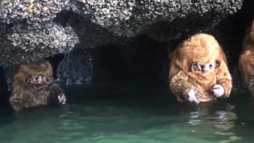 Parecen ewoks pero no lo son.