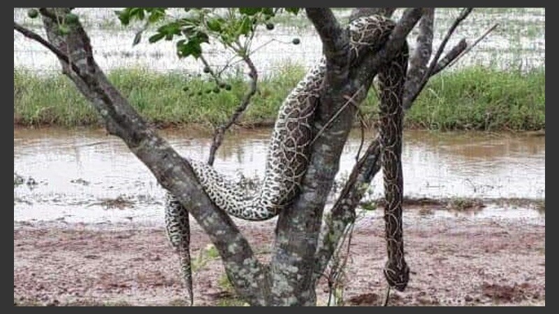 Una de las víboras encontradas en la ruta 34.