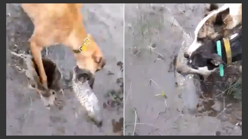 Perros cazan peces en campos de Santa Fe. 