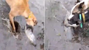 Perros cazan peces en campos de Santa Fe.