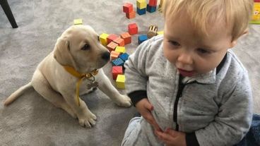 Mirko y Bailey ya son estrellas de las redes sociales.