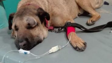 Simón, el perro héroe de Mendoza,