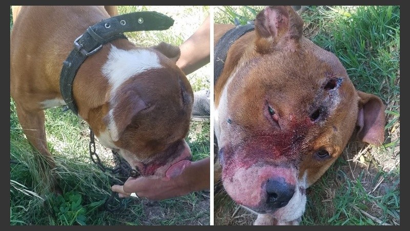 El pitbull macho estaba atado y tenía dos heridas profundas en la cabeza.