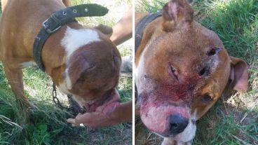 El pitbull macho estaba atado y tenía dos heridas profundas en la cabeza.