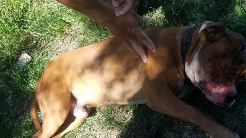 El pitbull macho estaba atado y tenía dos heridas profundas en la cabeza.