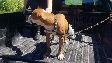 El pitbull macho estaba atado y tenía dos heridas profundas en la cabeza.