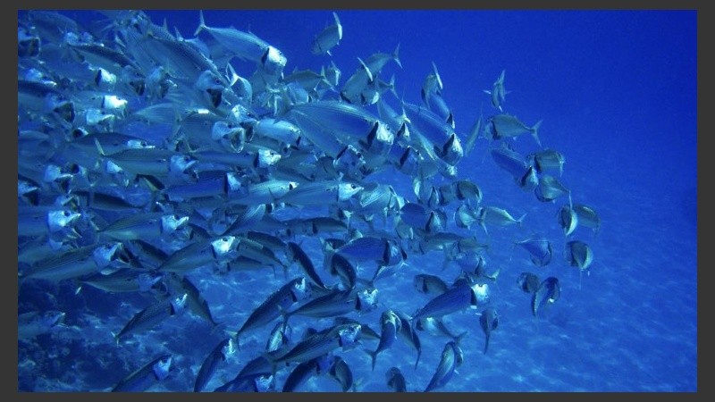 La cría de peces es una actividad cada vez más rentable, que debe enfrentar una serie de desafíos para consolidarse.