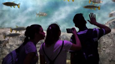 El movimiento de los peces puede resultar entre hipnótico y mágico por momentos.