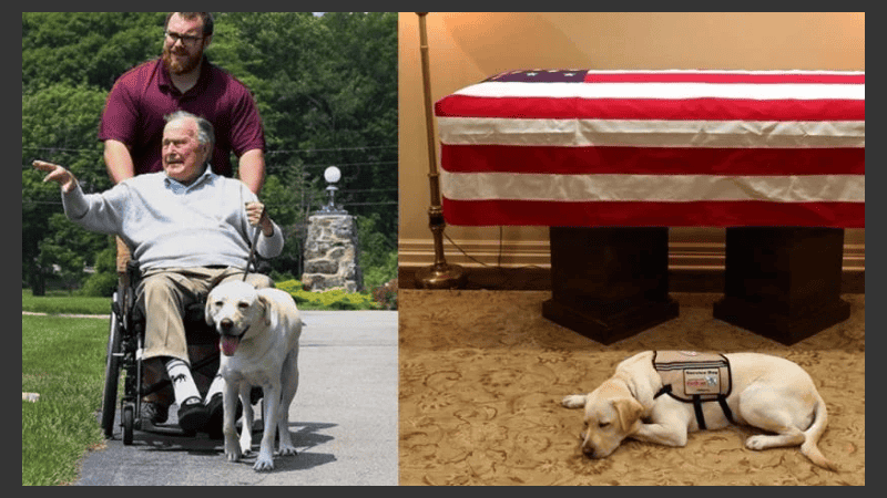 George Bush era acompañado por un perro labrador.