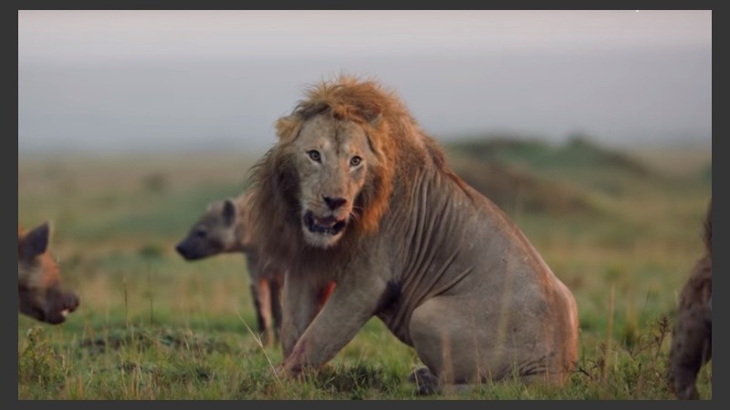 Video: feroz pelea entre un león y una manada de hienas que lo ataca |  Rosario3