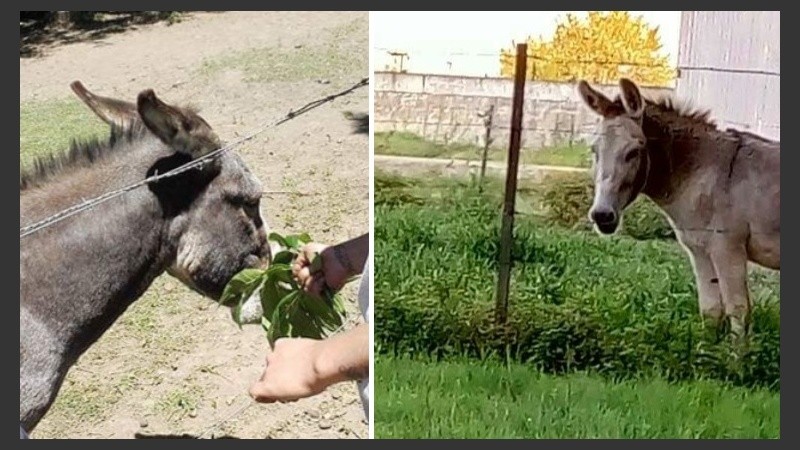 Los dos burros cuya ausencia conmueve a vecinos y empleados de Cachamai