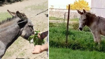 Los dos burros cuya ausencia conmueve a vecinos y empleados de Cachamai
