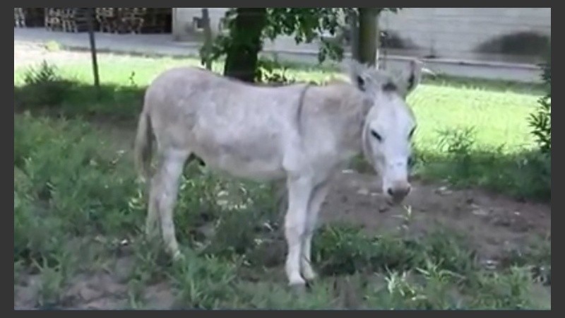 El burro Alberto volvió al predio de Cachamai.
